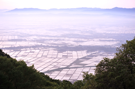 岩室朝の光の田.jpg