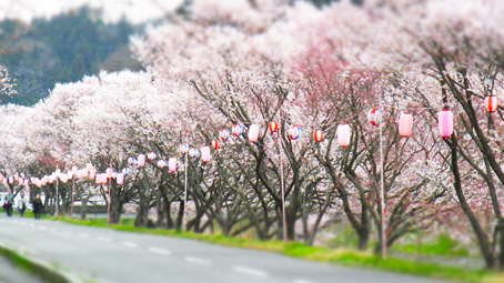 石川桜3.jpg