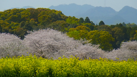 宮崎3桜.jpg