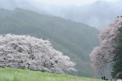 長野桜.jpg